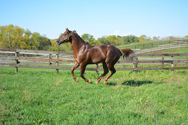 Abraham's Equine Clinic