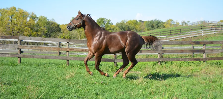 Abraham's Equine Clinic