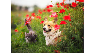All Animal Health Center
