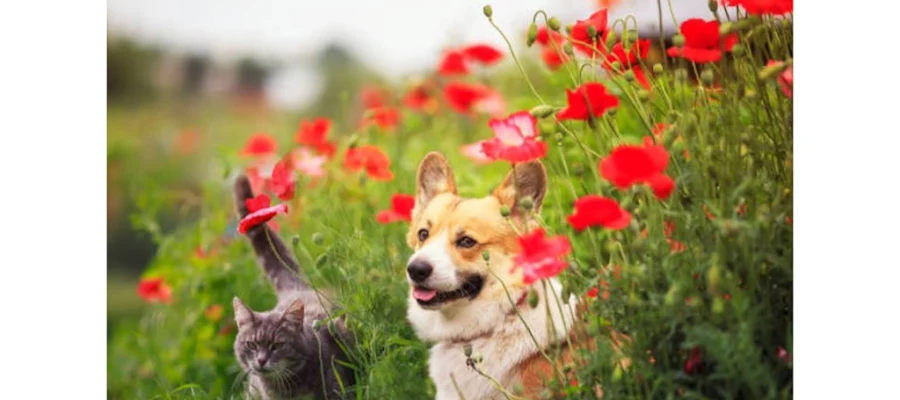 All Animal Health Center