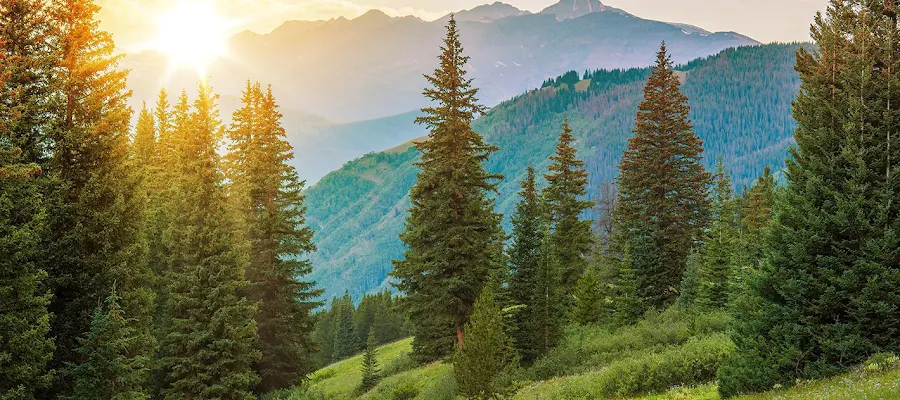 Allergy, Asthma & Immunology of the Rockies, P.C.