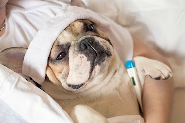 Animal Care Clinic of Bolivar