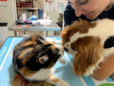 Animal Clinic of Pinckney, PLC