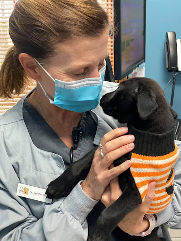 Animal Doctor