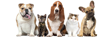 Animal Hospital of Omak