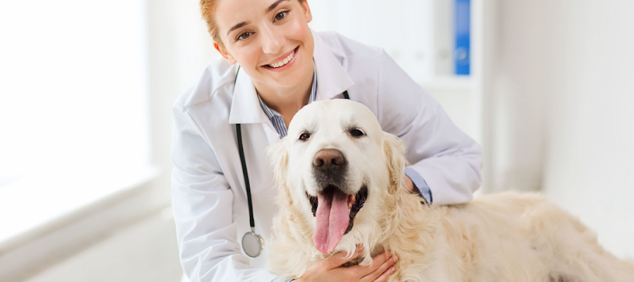 Animal Hospital of Wichita Falls
