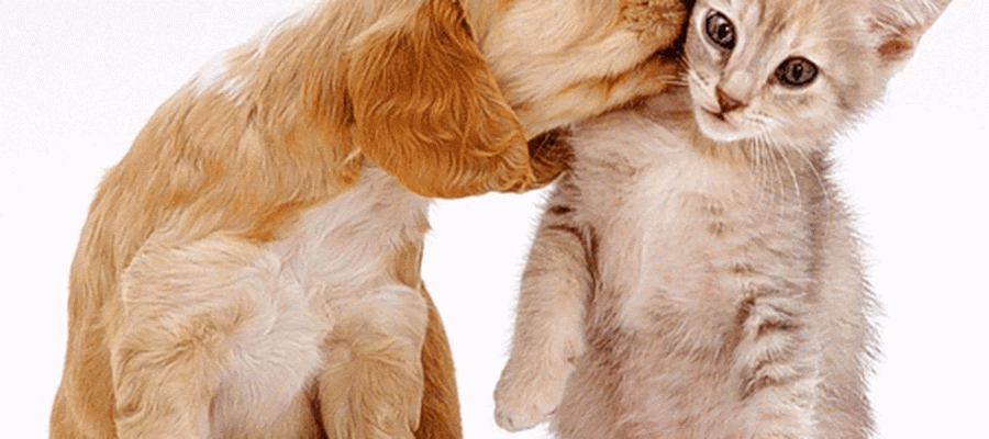 Animal Medical Center of Bel Air