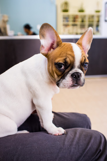 Anna Veterinary Clinic