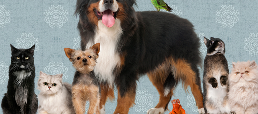 Arcadia Veterinary Clinic