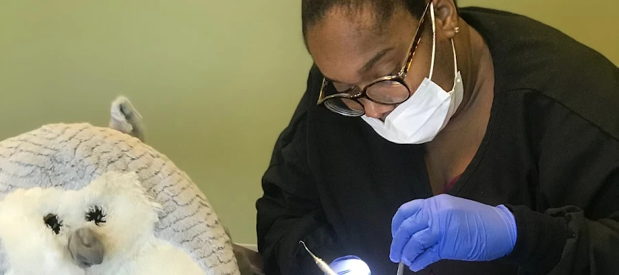 Atlanta Pediatric Dentist Susan H. Lee, DMD: Children's Dentistry
