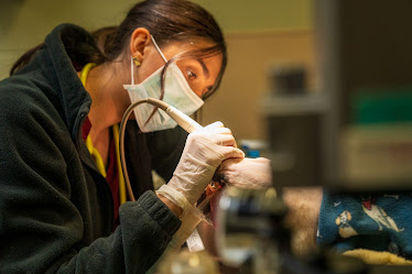 Bellevue Animal Clinic