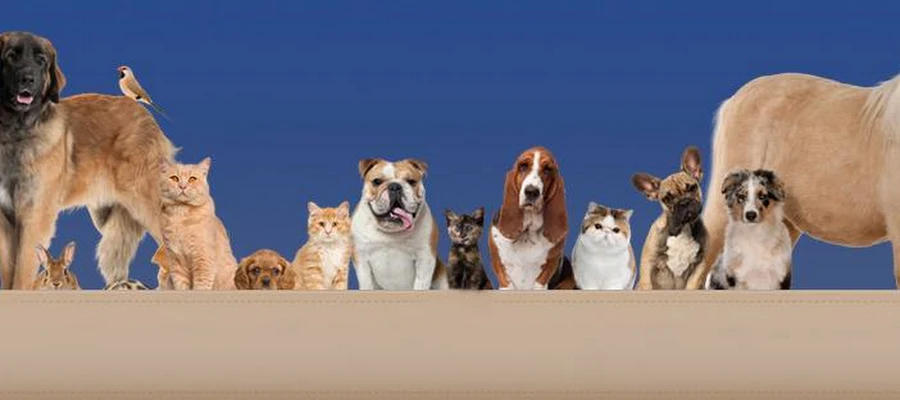 Blue Valley Veterinary Clinic