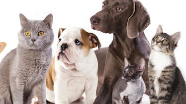 Breckenridge Animal Clinic