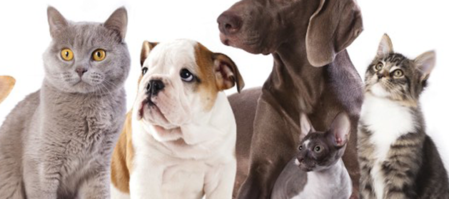 Breckenridge Animal Clinic
