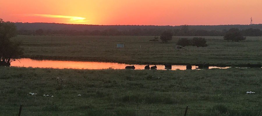 Bynum Veterinary Clinic
