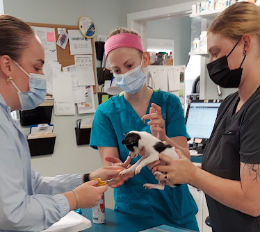 Coastal Veterinary