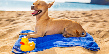 Companion Animal Hospital