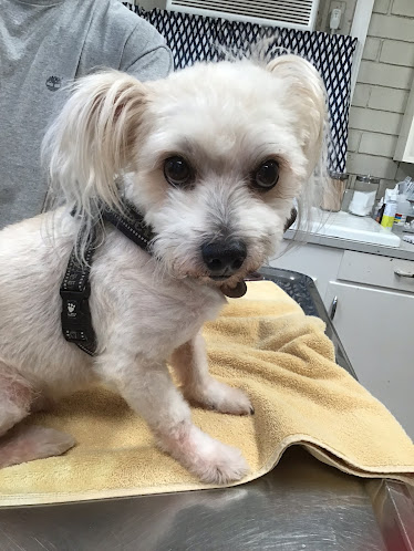 Countryside Companion Veterinary Services