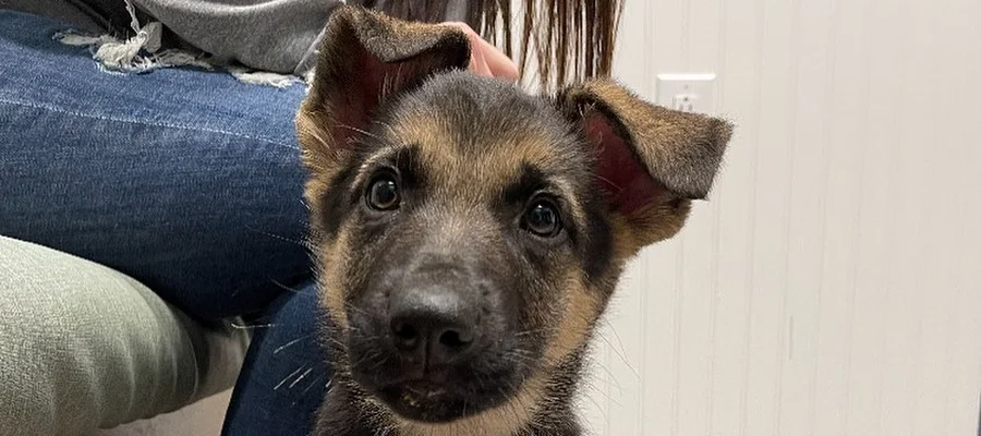 Crawfordsville Family Vet