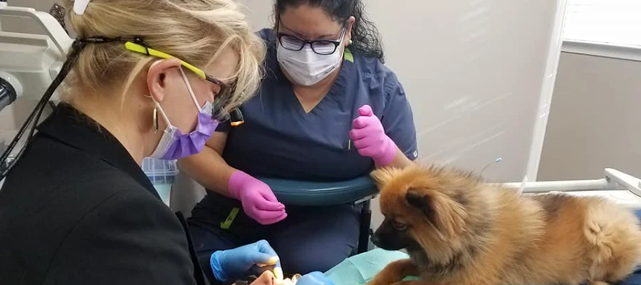 Crown Dentistry