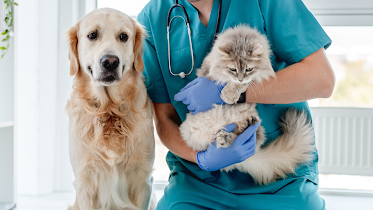 Desert View Animal Hospital