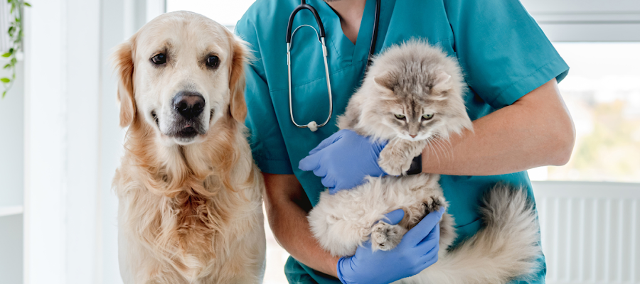 Desert View Animal Hospital