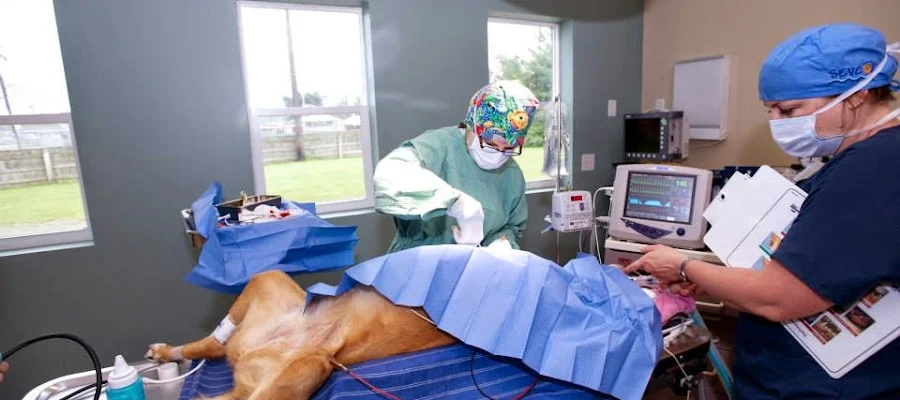 Eden Veterinary Clinic, PLLC