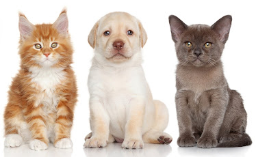 Fredon Animal Hospital
