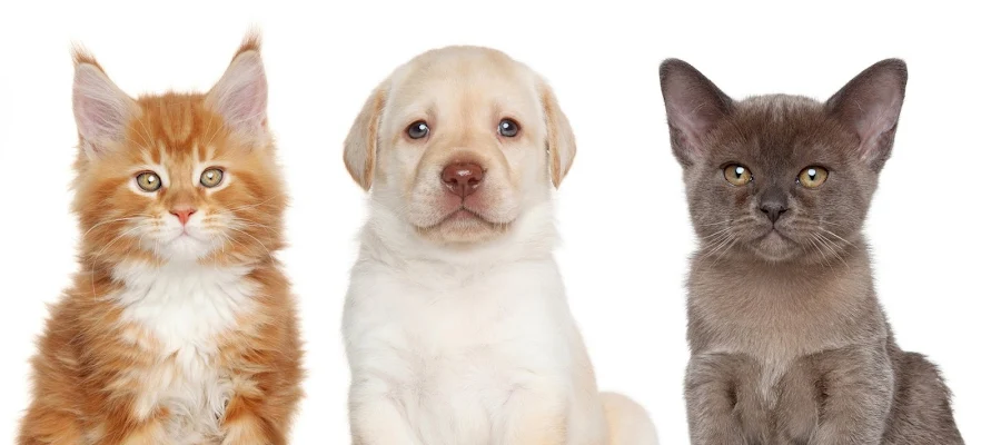 Fredon Animal Hospital