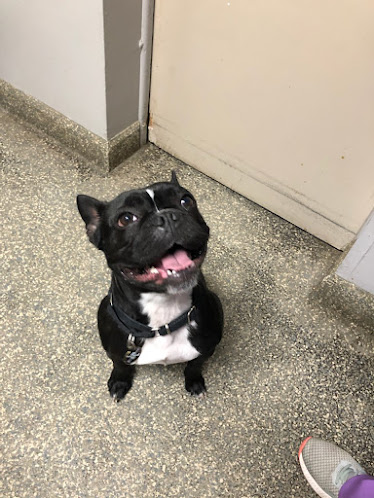 Fulton Animal Hospital