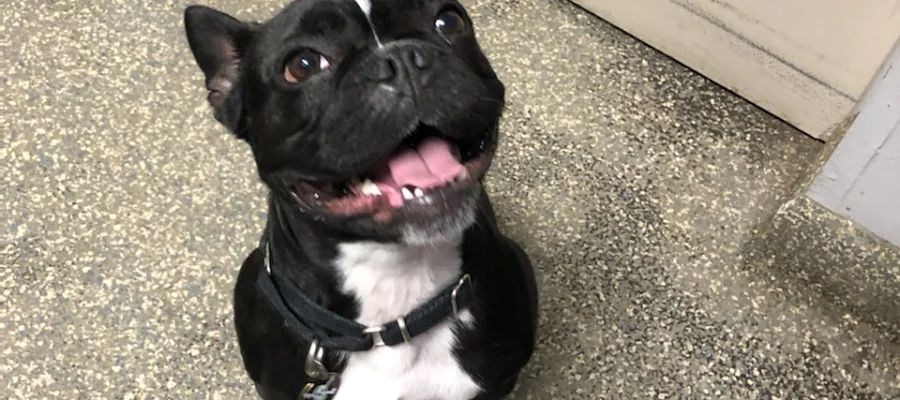Fulton Animal Hospital
