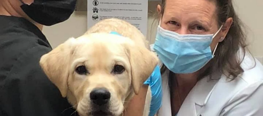 Hanover Veterinary Clinic