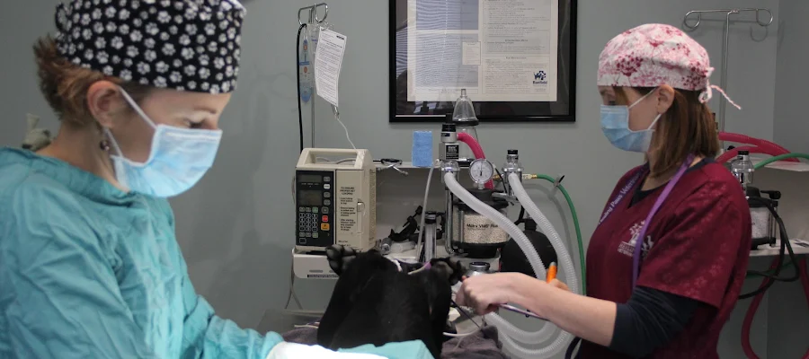 Healing Paws Veterinary Care