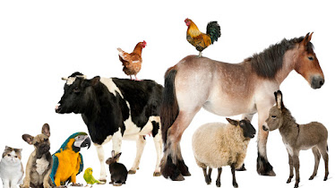 Hones Veterinary Services LLC