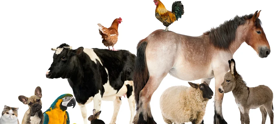 Hones Veterinary Services LLC