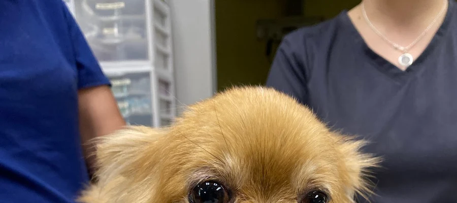 Jackson Veterinary Clinic