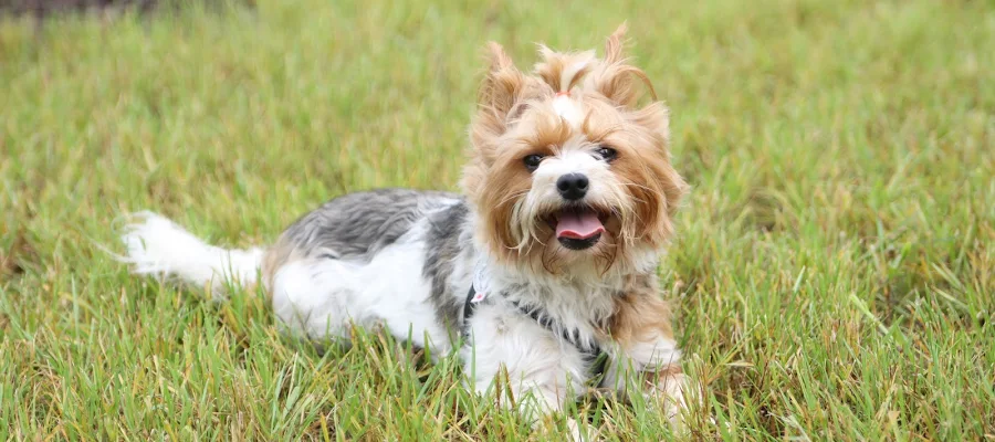 Kellogg Pet Medical Center
