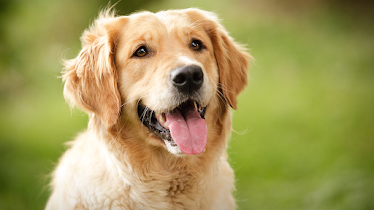 Kennett Veterinary Clinic: Dr Mobley & Associates
