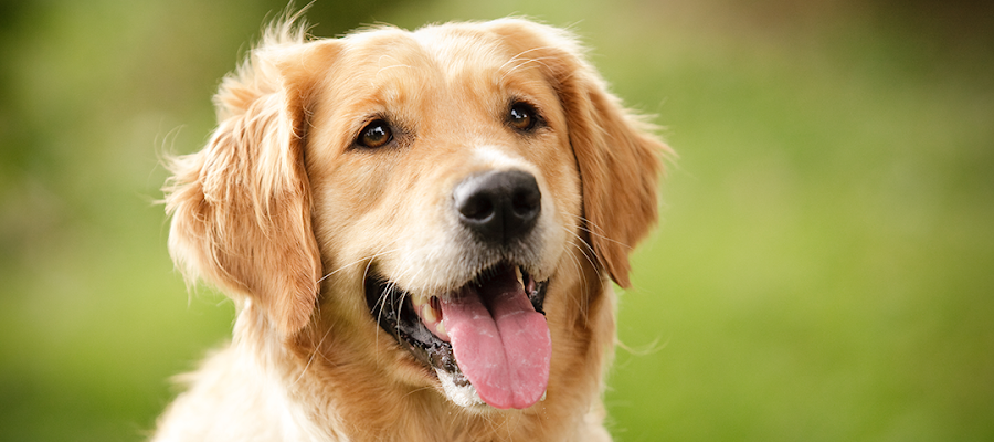 Kennett Veterinary Clinic: Dr Mobley & Associates