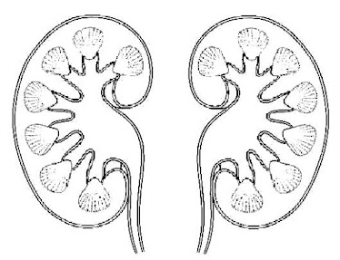 Kidney Specialists, PLLC - Babak Barmar MD - Sonia Nasery MD - Pamela Campbell FNP