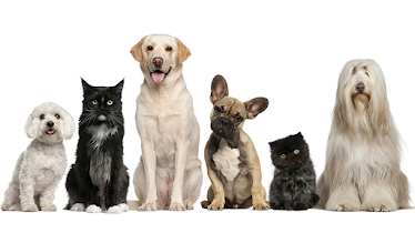 Kouts Animal Clinic