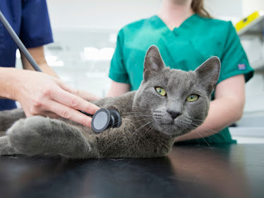 Lake City Animal Health & Wellness Center