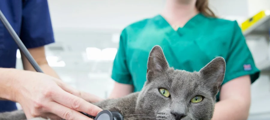 Lake City Animal Health & Wellness Center