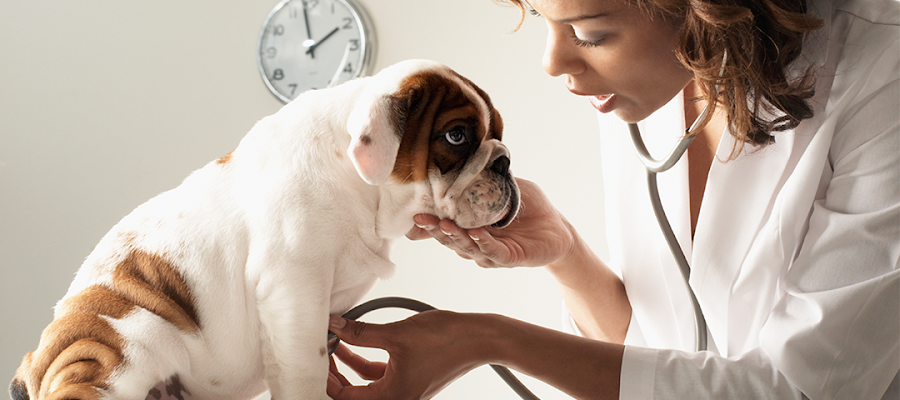 Lamoille Valley Veterinary Services