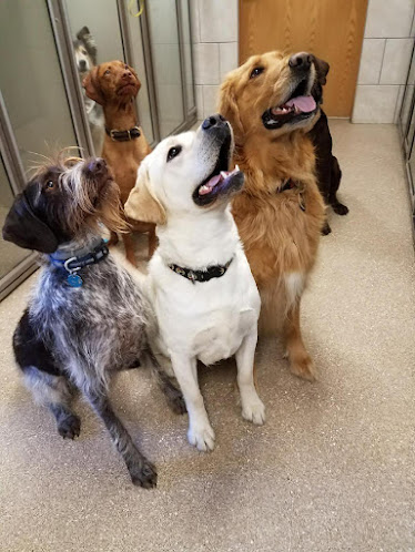 Lancaster Veterinary Clinic