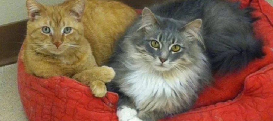 Laughery Valley Veterinary Hospital