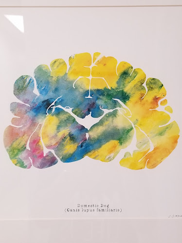 Levine Veterinary Neurology