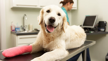Lewisburg Veterinary Hospital