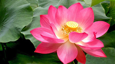 Lotus Dental Practice