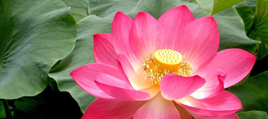 Lotus Dental Practice